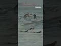 Dolphins ride waves with surfers off California coast