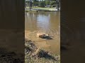 Duck catches ride on golden retriever going for a swim in a lake