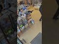 Two bandits fake seizure to steal puppies from store