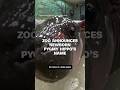 Zoo announces newborn pygmy hippo’s name