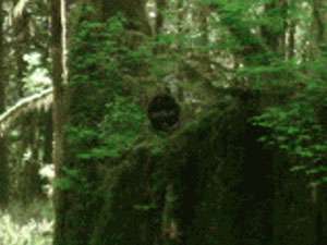 http://www.freeintertv.com/news_pic/sasquatch.jpg